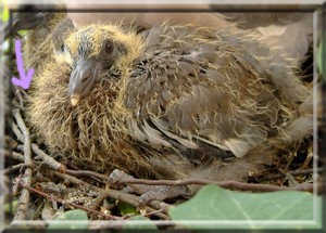 SOINS  ET NOURRITURE A DONNER AUX PIGEONNEAUX ET PIGEONS RESCAPES  Jabot_10