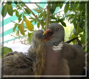 SOINS  ET NOURRITURE A DONNER AUX PIGEONNEAUX ET PIGEONS RESCAPES  La_bec10