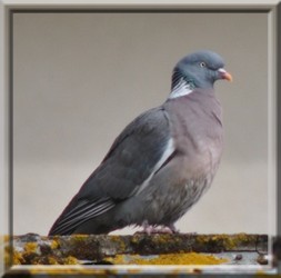 SOINS  ET NOURRITURE A DONNER AUX PIGEONNEAUX ET PIGEONS RESCAPES  Ramier10