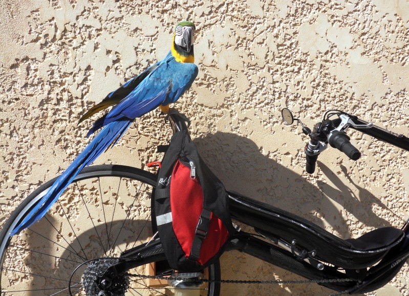 Les oiseaux s'intéressent au vélocouché ? B-ara-10