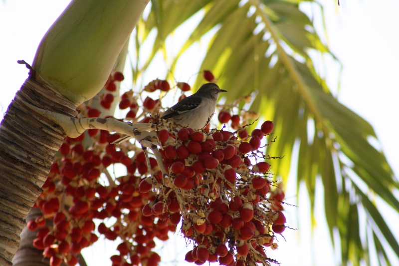 Aves de Cuba Img_5014