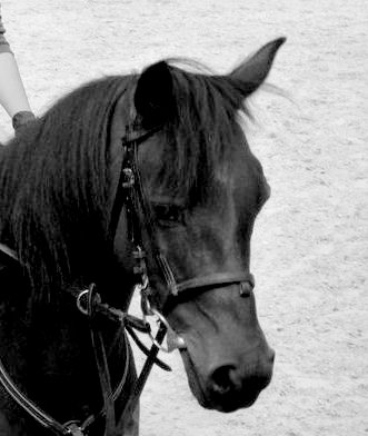 Fiche poney de Kouba 25049510