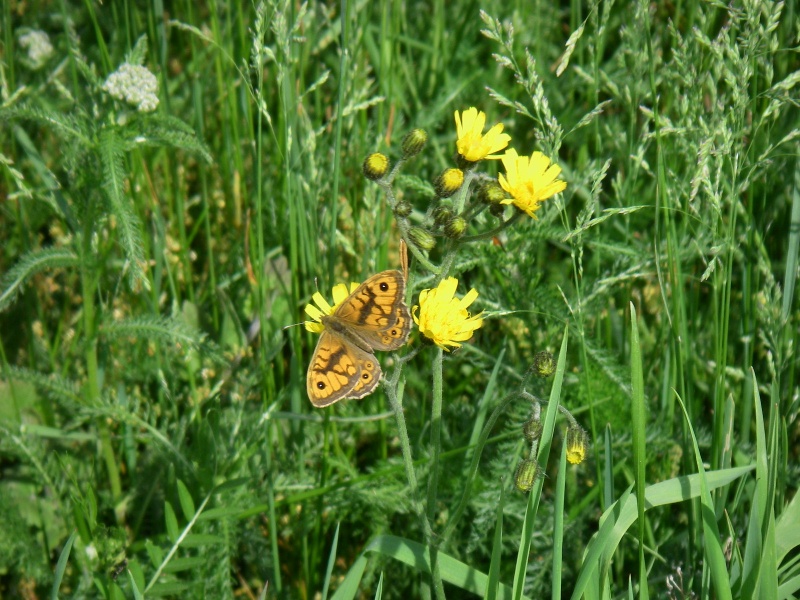 Une journée à la montagne. Fleurs24