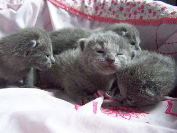 Chatons de Babette  319