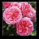 Les roses du Jardin des Fées Hydeha10