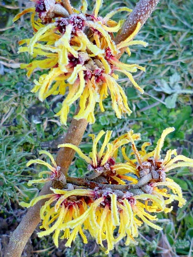 Mon jardin de fées (Chez Anne-Cécile) au fils du temps... P1010810