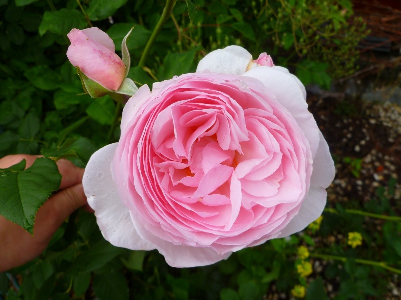 Les roses du Jardin des Fées Photo211