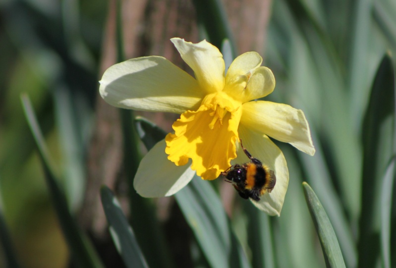 Insectes des vergers du canton de la Chartre sur le Loir Bourdo13