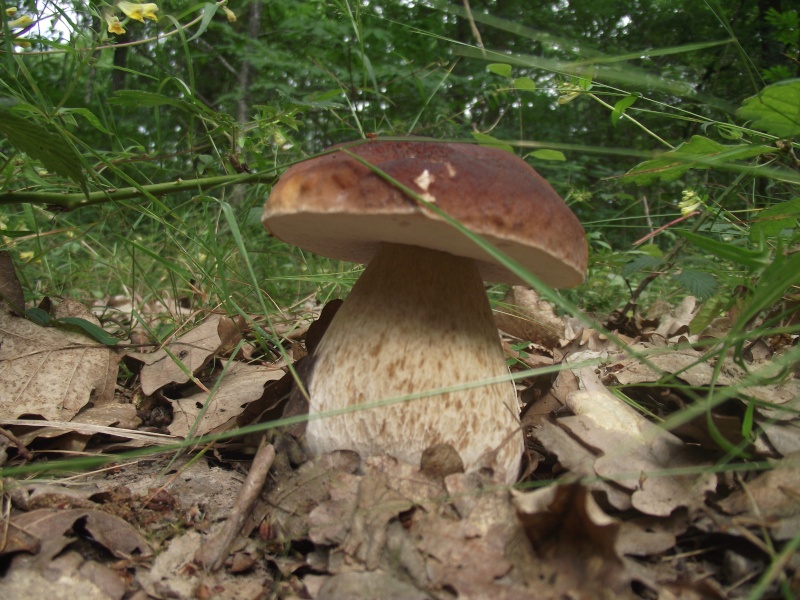 les premiers champignons dans le sud Sarthe Dscf1011