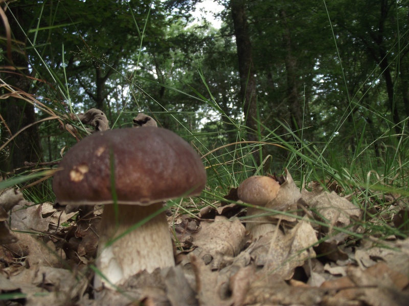 les premiers champignons dans le sud Sarthe Dscf1212