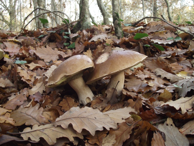 Champignons en vrac depuis 2010.... - Page 2 Dscf5015