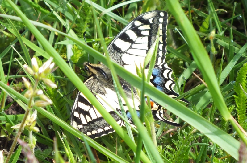 Premiers papillons de l'année 2012 Insect13