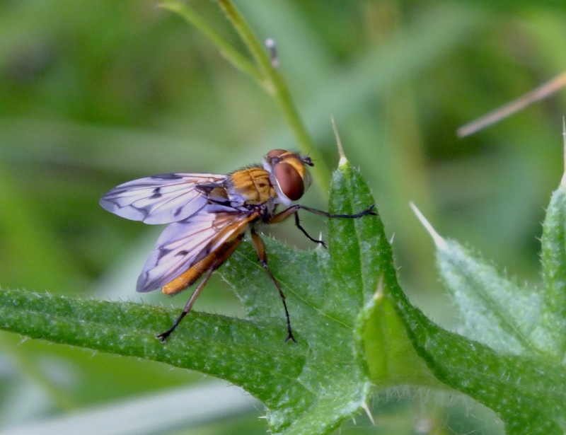 Mouche mais pas tsé-tsé Insect47