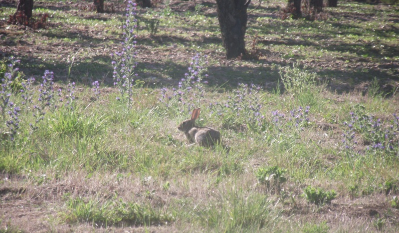 Lapins de garrenne Lapin310