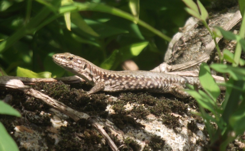 Reptile "le lézard" - Page 2 Lazard17