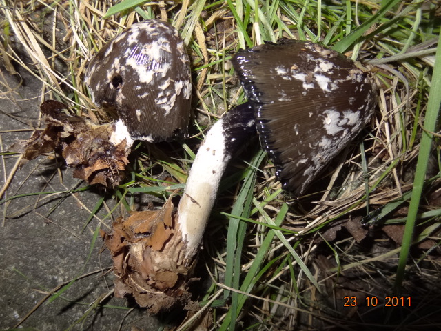 Coprinus picaceus Coprin10