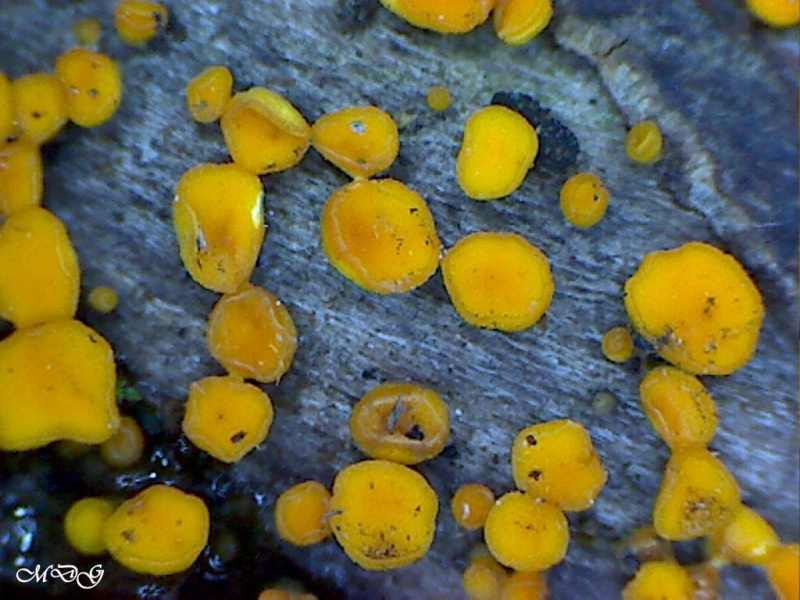 Jolis champignons jaunes... Phaeohelotium umbilicatum  O_xxx_10