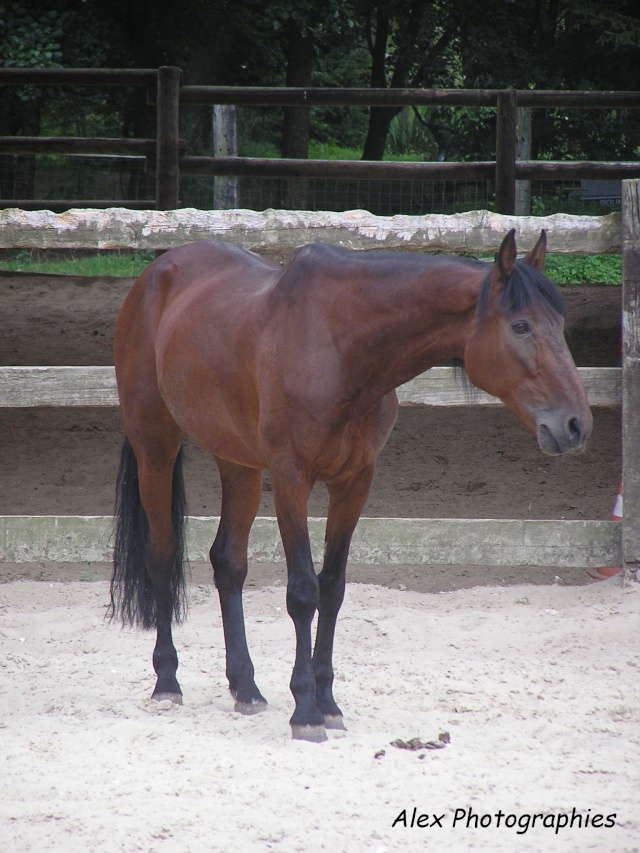 DEZINGARO ( trotteur de Claude et Stef) Juille10