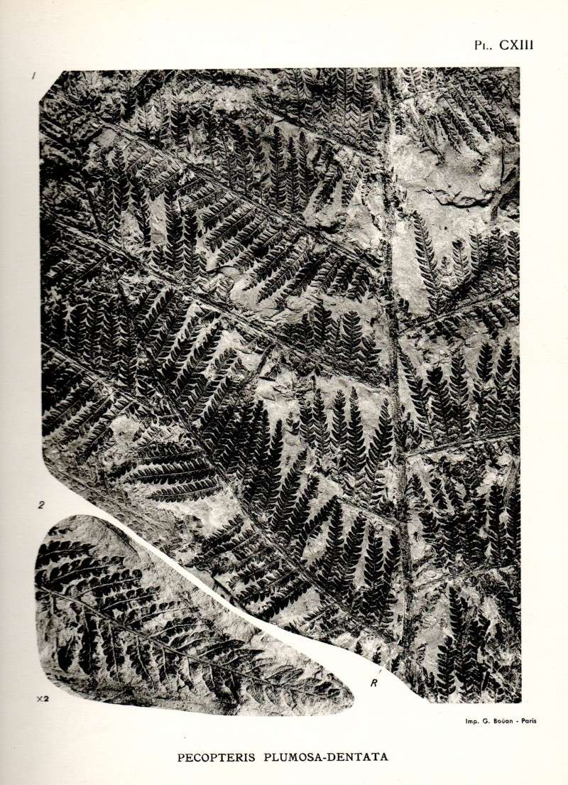 Pecopteris (Brongniart ) , Sternberg 1825. - Page 2 Carte010