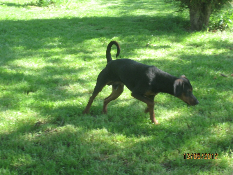 ATHOS, X KOPOV DE 10 MOIS EN FA CHEZ ISABELLE ( 77 ) - R -VV - LBC Athos_18