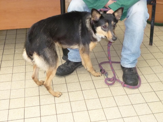  box 84 - BELLA - berger allemand femelle 2 ans-VV-LBC- Bella_12