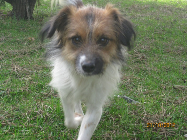 BERNY , 2 ANS ET DEMIE X PAPILLON EN FA CHEZ ISABELLE (77)-R-SC-F-VV-LBC-AR Berny_13