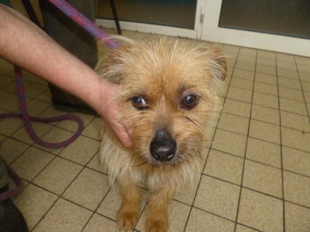 BOX P15 - ROUCKY/ OSCAR - CROISE CAIRN TERRIER MALE 4 ANS (77) - R -SC-F-  VV  LBC Bethu442