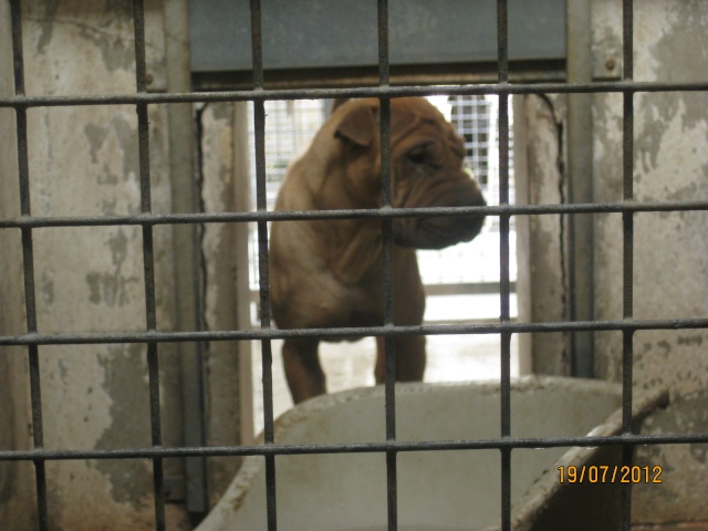 BOX 70 SHARPEI MALE 1 AN Bethu568