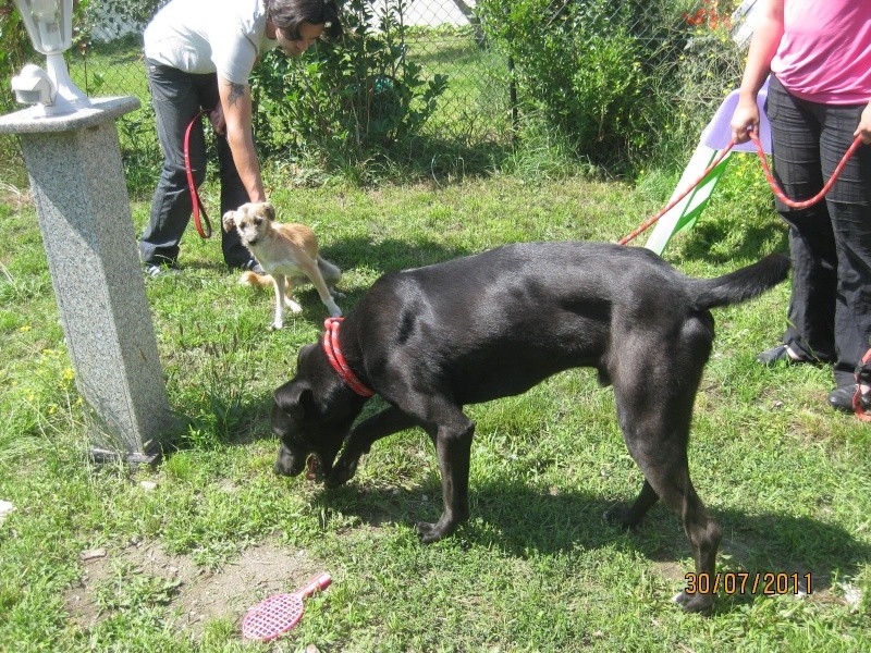 BLACKY X DOGUE/LABRADOR DE 22 MOIS A L'ADOPTION Black116