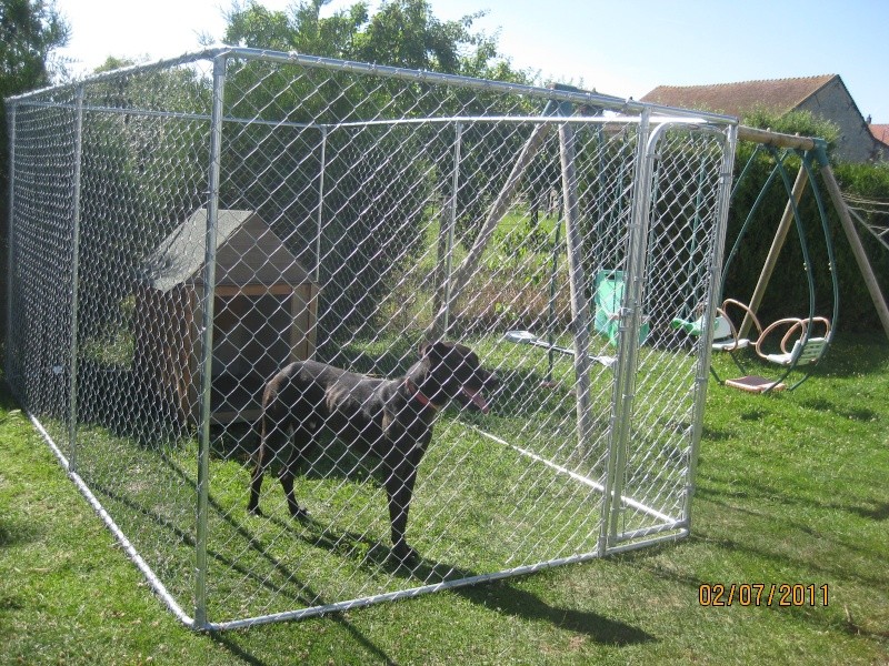 BLACKY X DOGUE/LABRADOR DE 22 MOIS A L'ADOPTION Blacky11