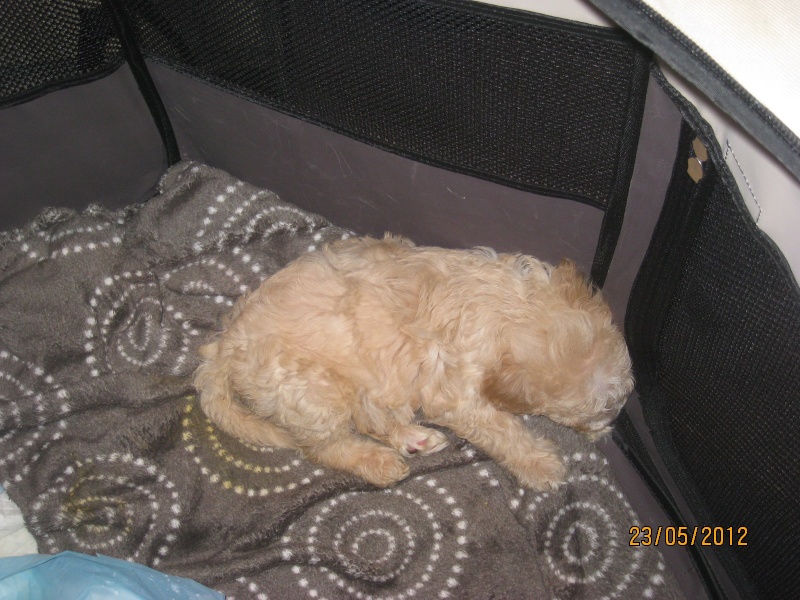 SWEETY ET CHARLY, 1 MOIS ENV . X BICHON EN FA CHEZ ISABELLE ( 77 ) VV LBC Charly14