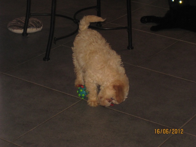 SWEETY ET CHARLY, 1 MOIS ENV . X BICHON EN FA CHEZ ISABELLE ( 77 ) VV LBC Charly30