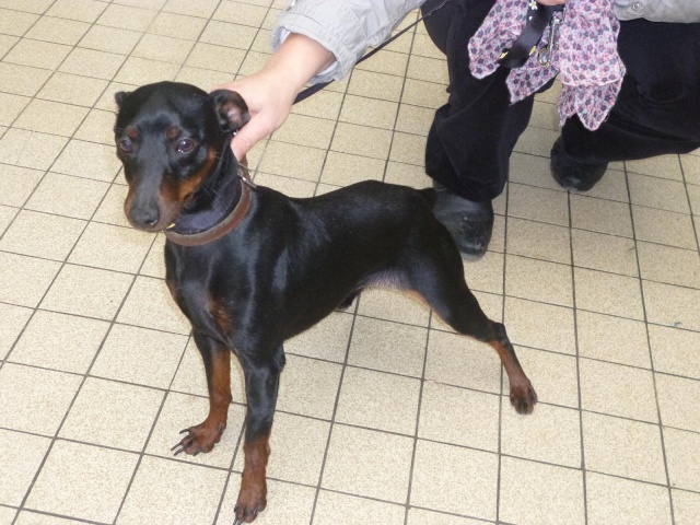  box p19 galak pinscher LOF mâle 1 an (77) -R-VV-LBC-SC- Galak_10