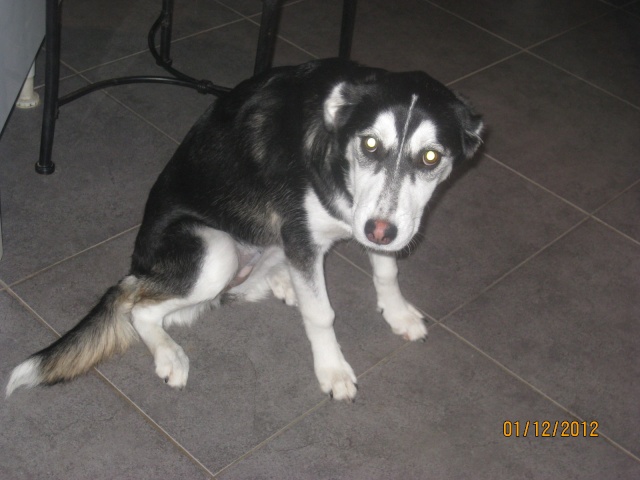 ILOA X HUSKY A L'ADOPTION (77)-R-VV-LBC- Iloa_i15