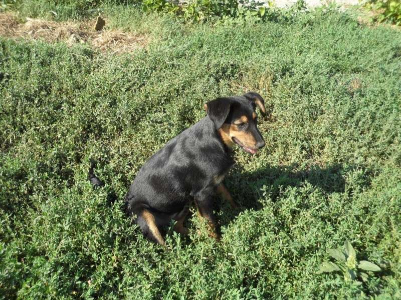 KASSIOPEE, X beauceron, 5 mois  placer Kassio12