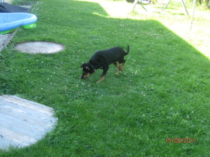 KASSIOPEE, X beauceron, 5 mois  placer Kassio14