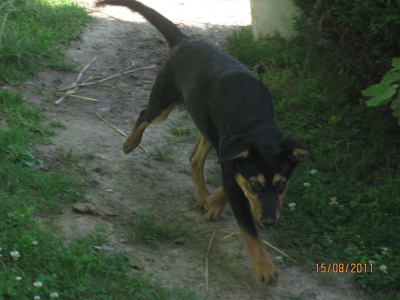 KASSIOPEE, X beauceron, 5 mois  placer Kassio15