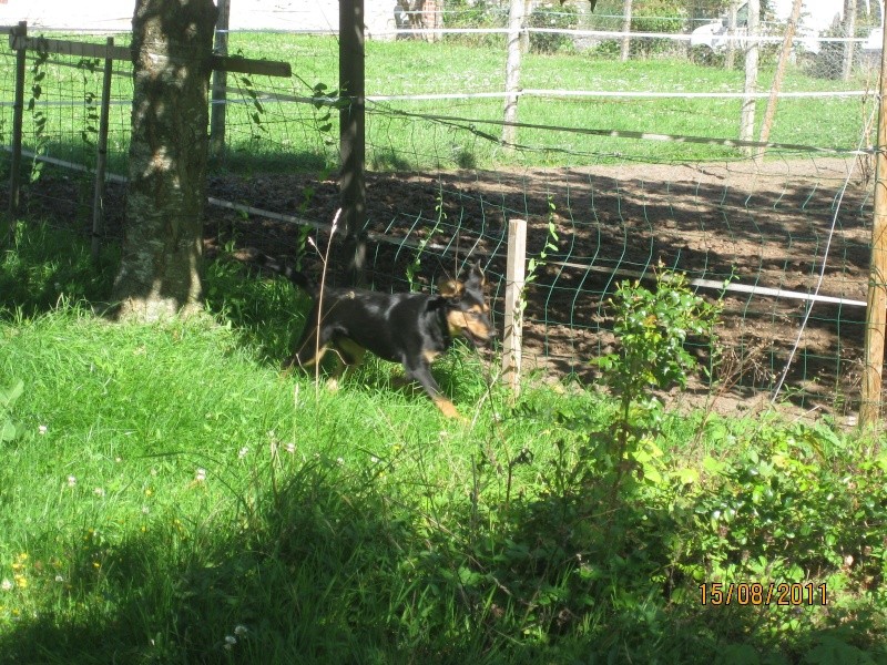 KASSIOPEE, X beauceron, 5 mois  placer Kassio16