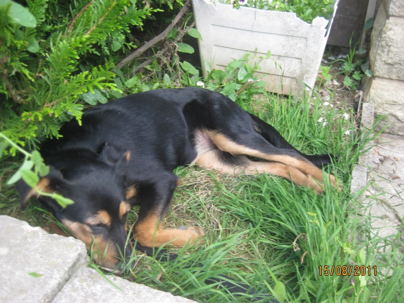 KASSIOPEE, X beauceron, 5 mois  placer Kassio18