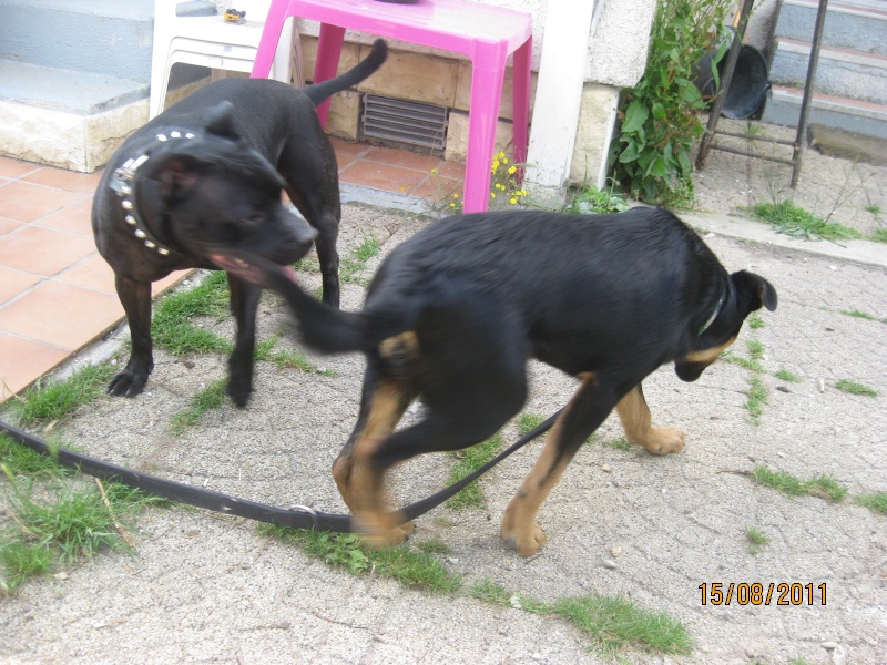 KASSIOPEE, X beauceron, 5 mois  placer Kassio19