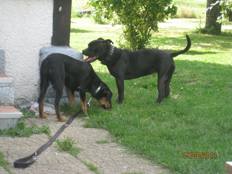 KASSIOPEE, X beauceron, 5 mois  placer Kassio20