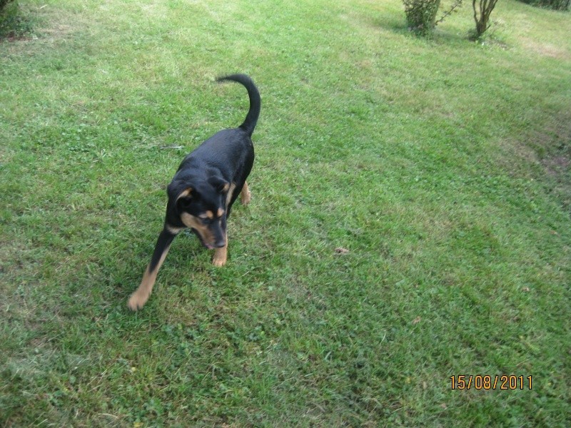 KASSIOPEE, X beauceron, 5 mois  placer Kassio21