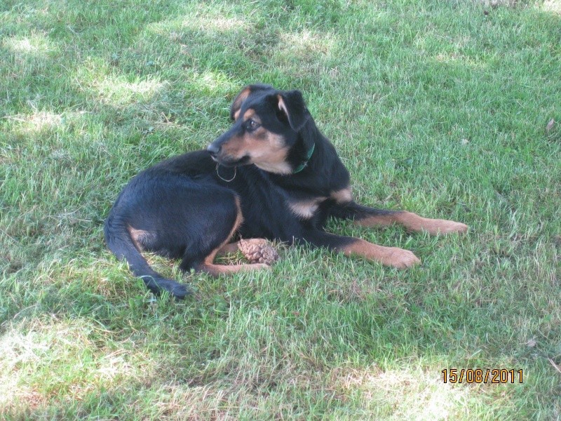 KASSIOPEE, X beauceron, 5 mois  placer Kassio24