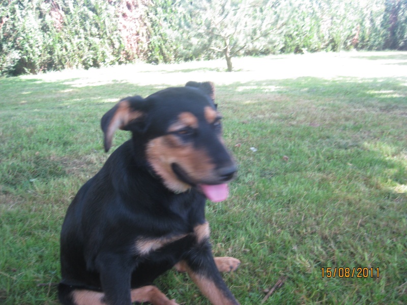 KASSIOPEE, X beauceron, 5 mois  placer Kassio28