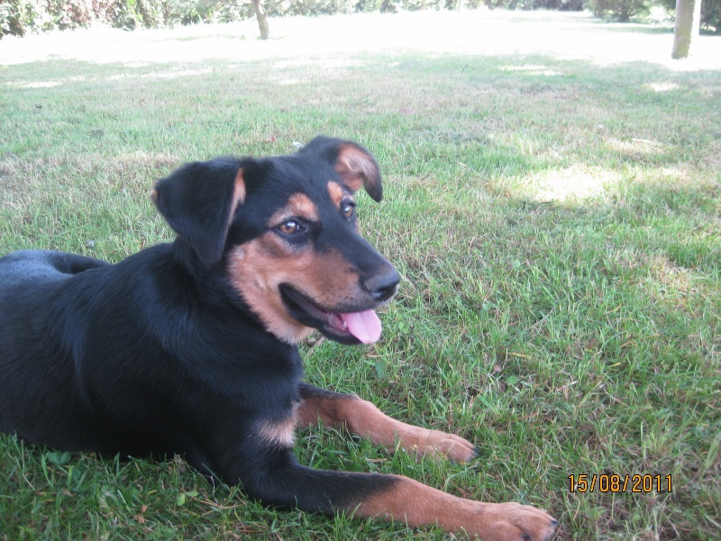 KASSIOPEE, X beauceron, 5 mois  placer Kassio29