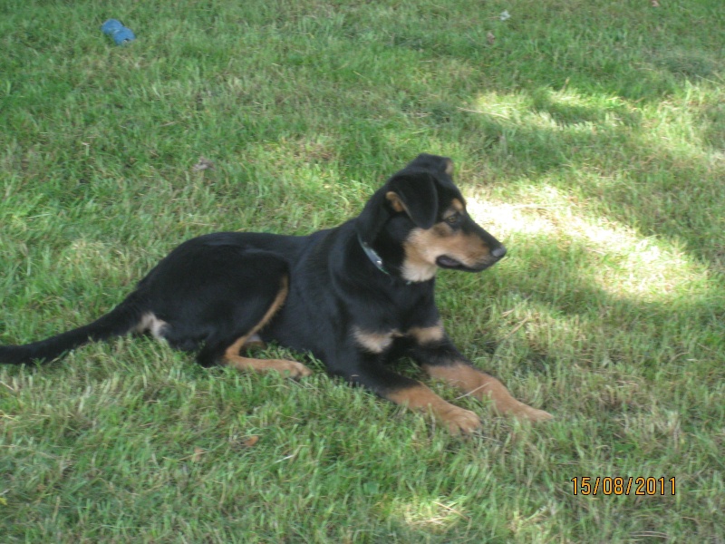 KASSIOPEE, X beauceron, 5 mois  placer Kassio30