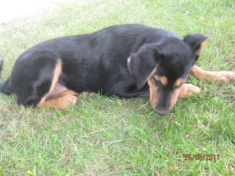 KASSIOPEE, X beauceron, 5 mois  placer Kassio32