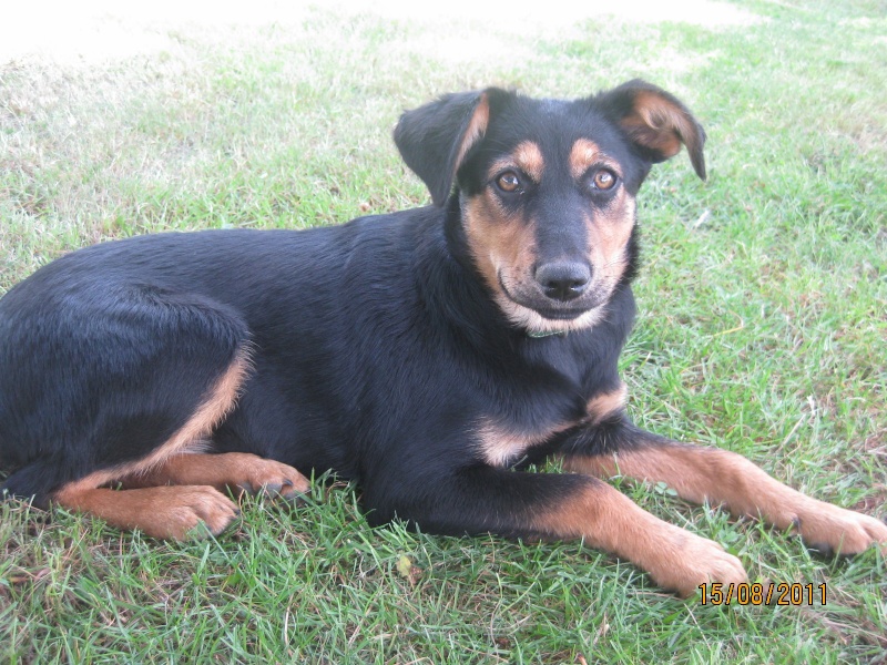 KASSIOPEE, X beauceron, 5 mois  placer Kassio33
