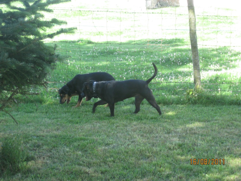 KASSIOPEE, X beauceron, 5 mois  placer Kassio35