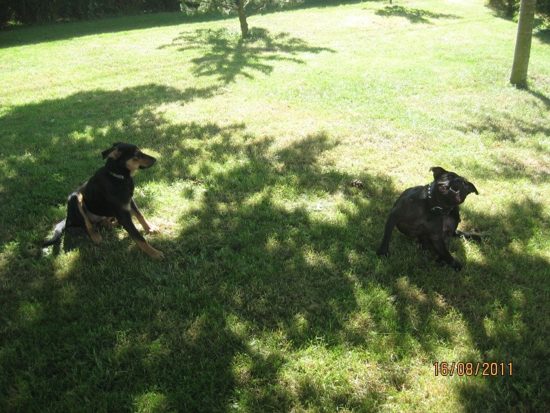 KASSIOPEE, X beauceron, 5 mois  placer Kassio36